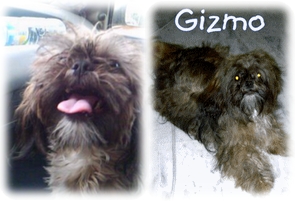 Gizmo ( chien de Ludovic )